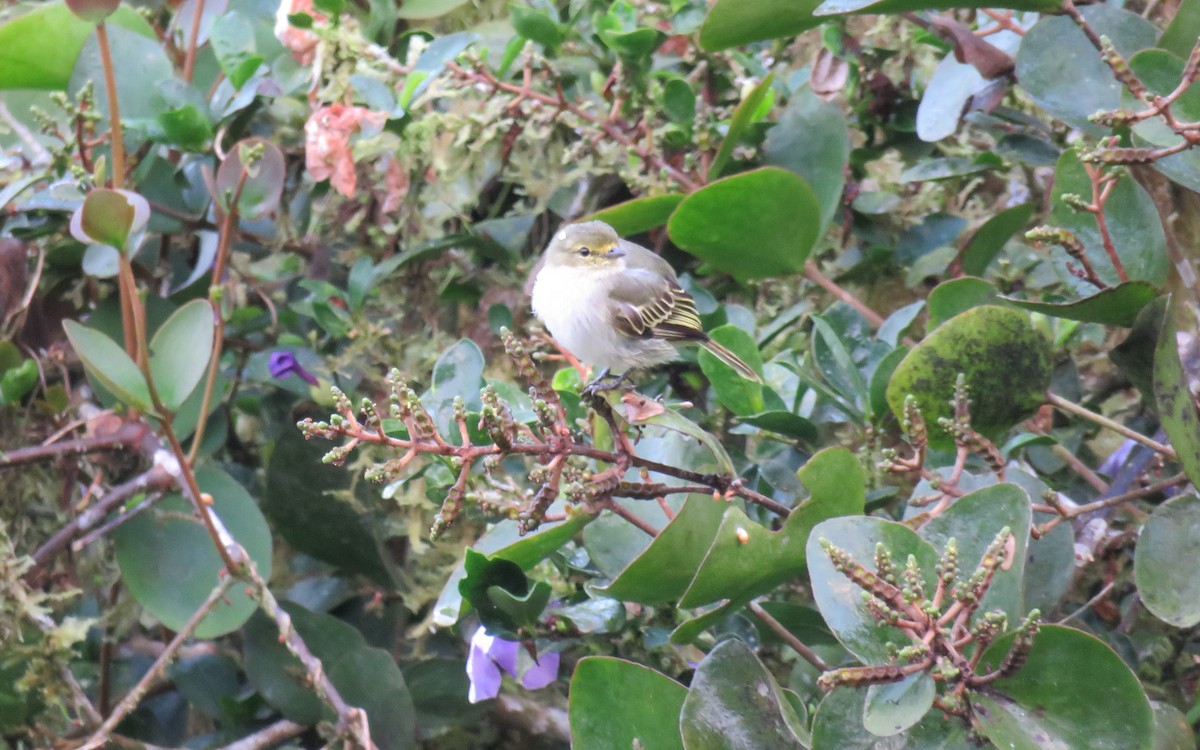 Golden-faced Tyrannulet - ML395968361