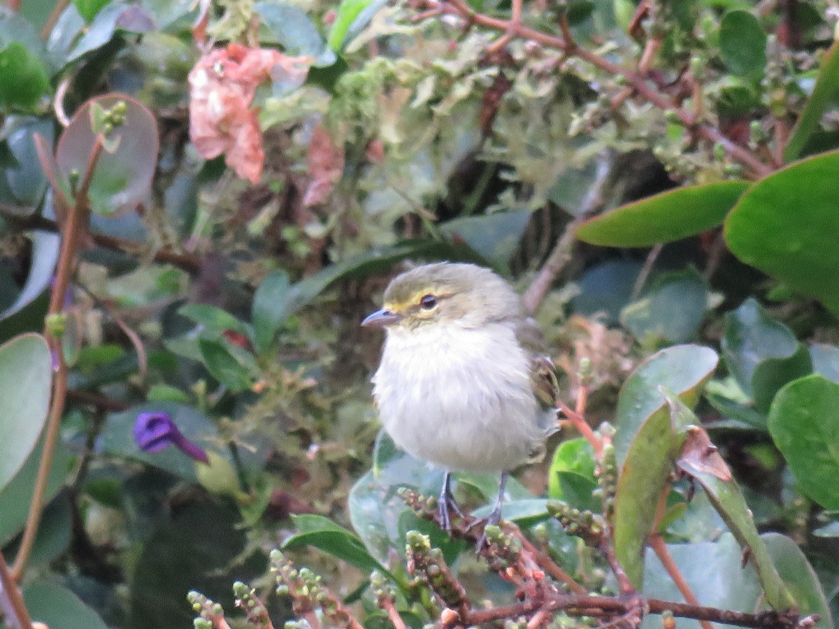 Golden-faced Tyrannulet - ML395968531