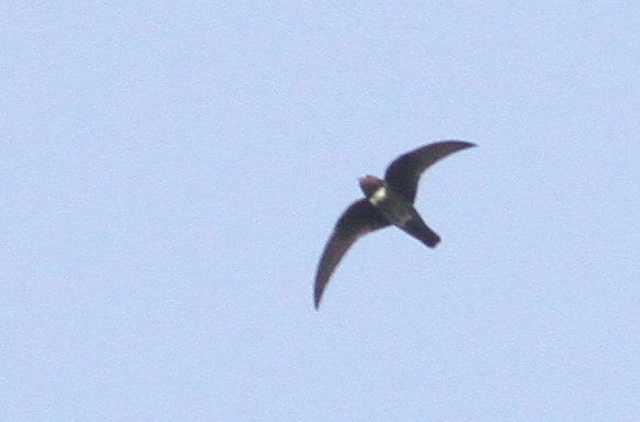 White-chested Swift - ML39596861