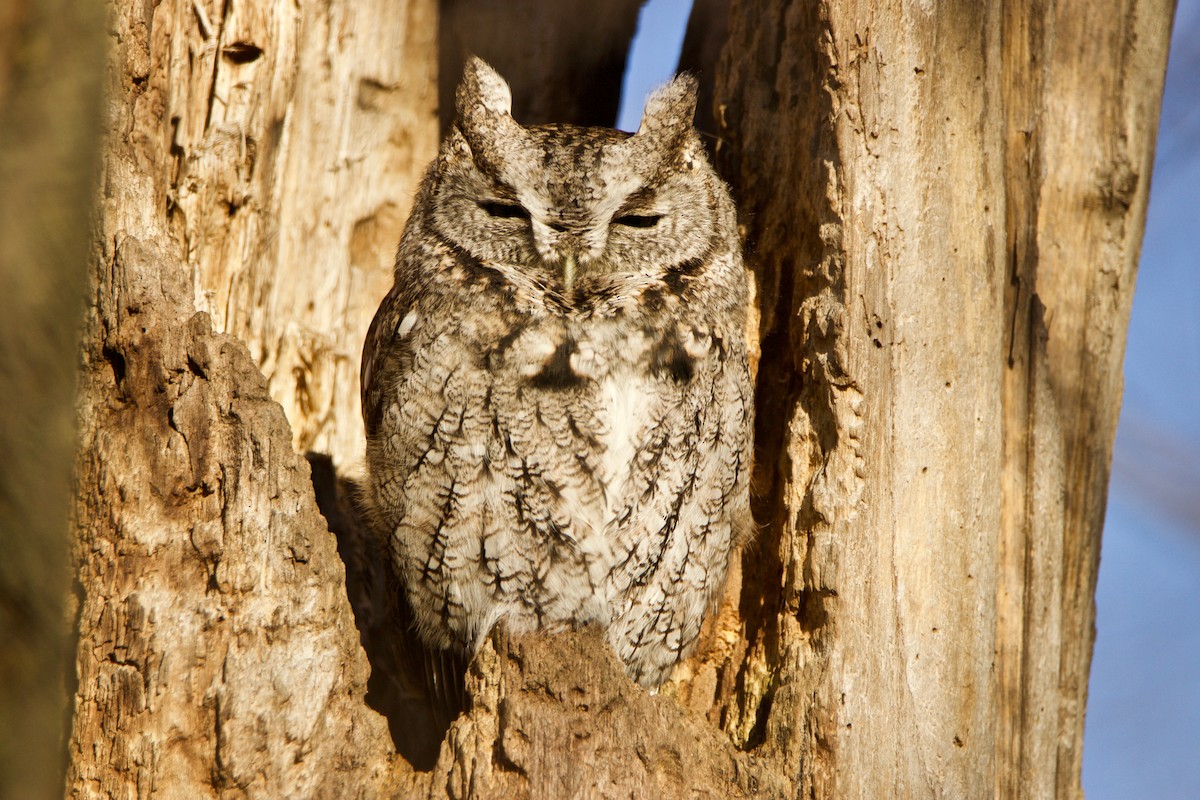 Eastern Screech-Owl - Normand Laplante
