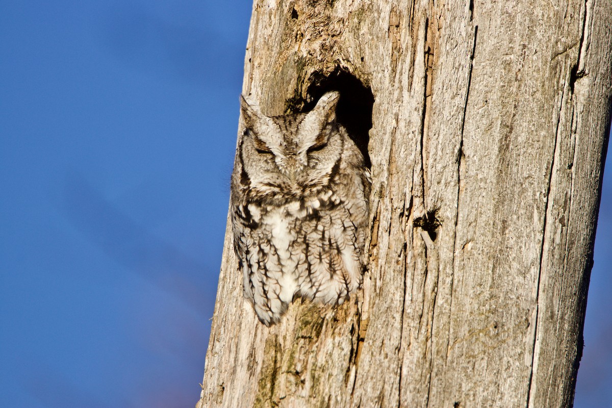 Eastern Screech-Owl - Normand Laplante