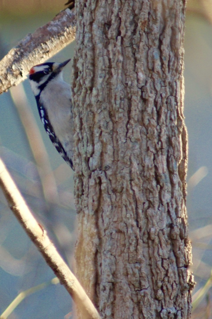 Downy Woodpecker - JoAnn Dalley