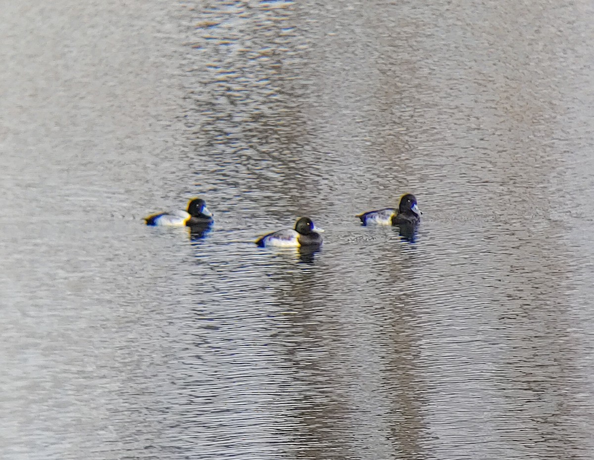 Greater Scaup - ML395970881