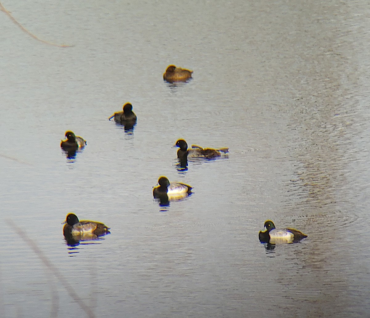 Greater Scaup - ML395970981