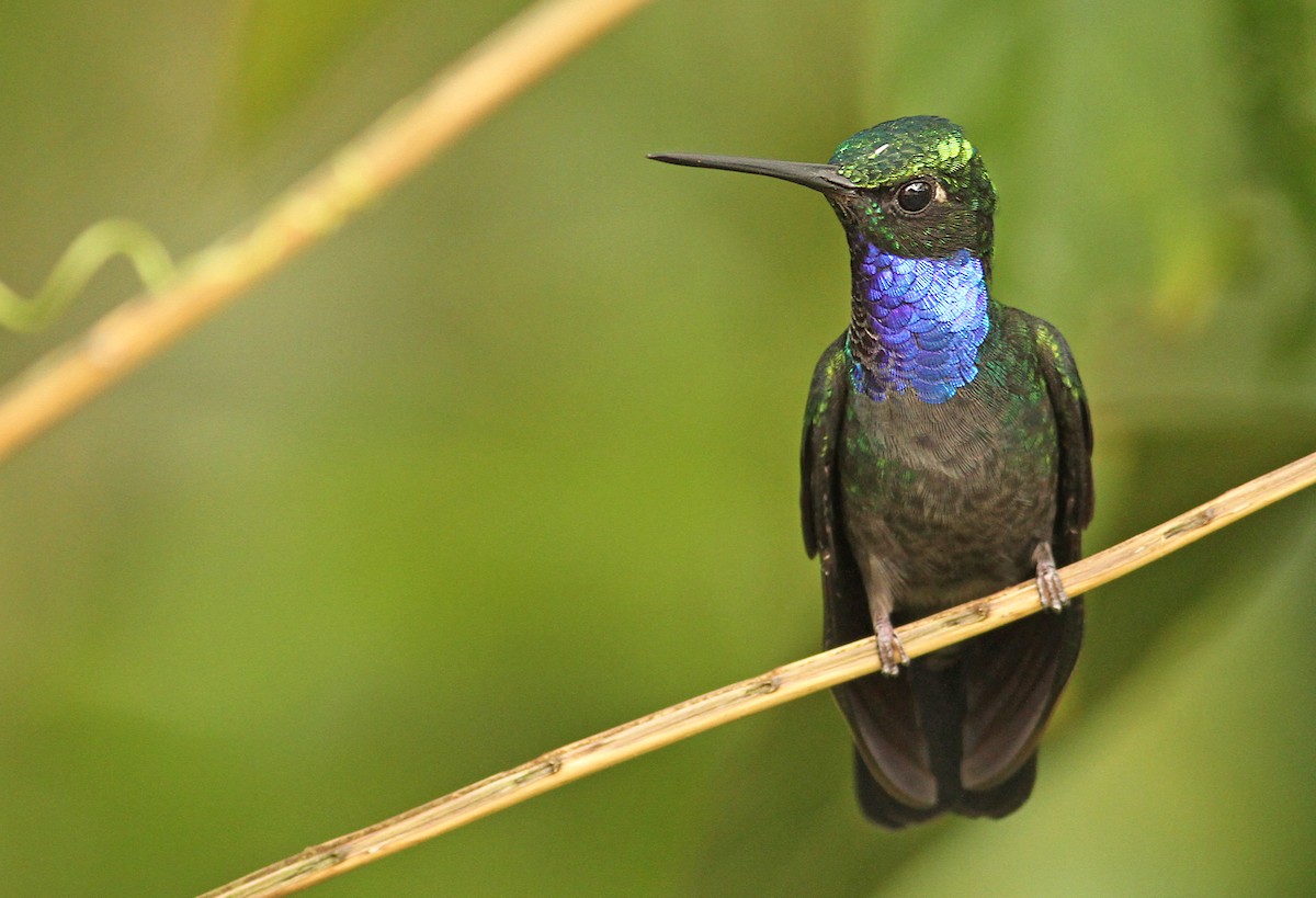 Napo Sabrewing - Luke Seitz