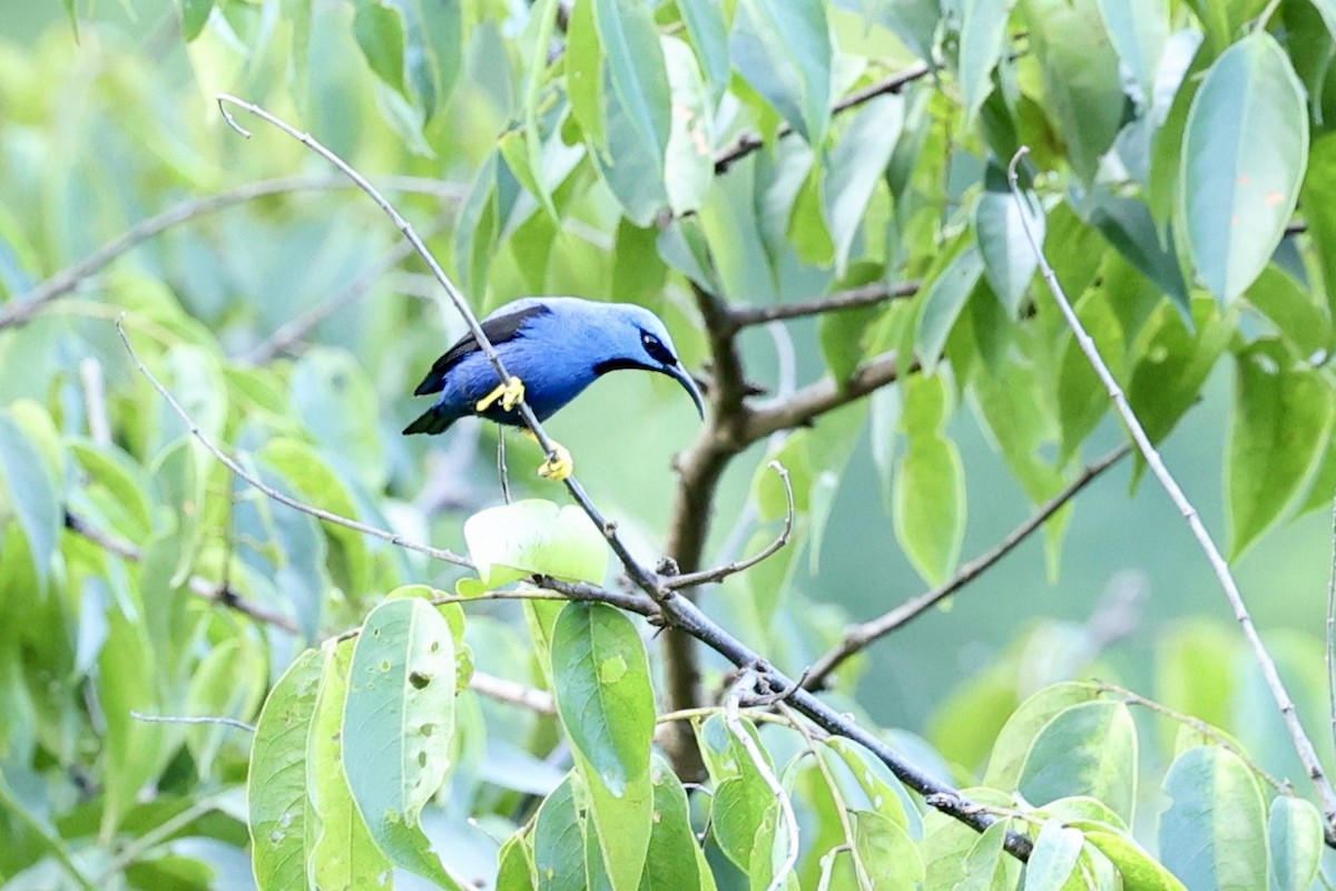 Shining Honeycreeper - ML395971361