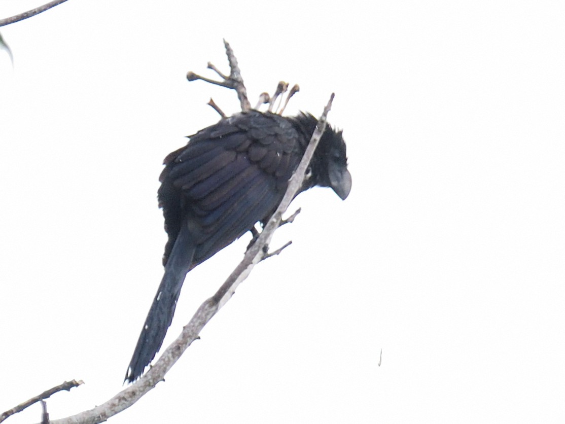 Smooth-billed Ani - ML395972591