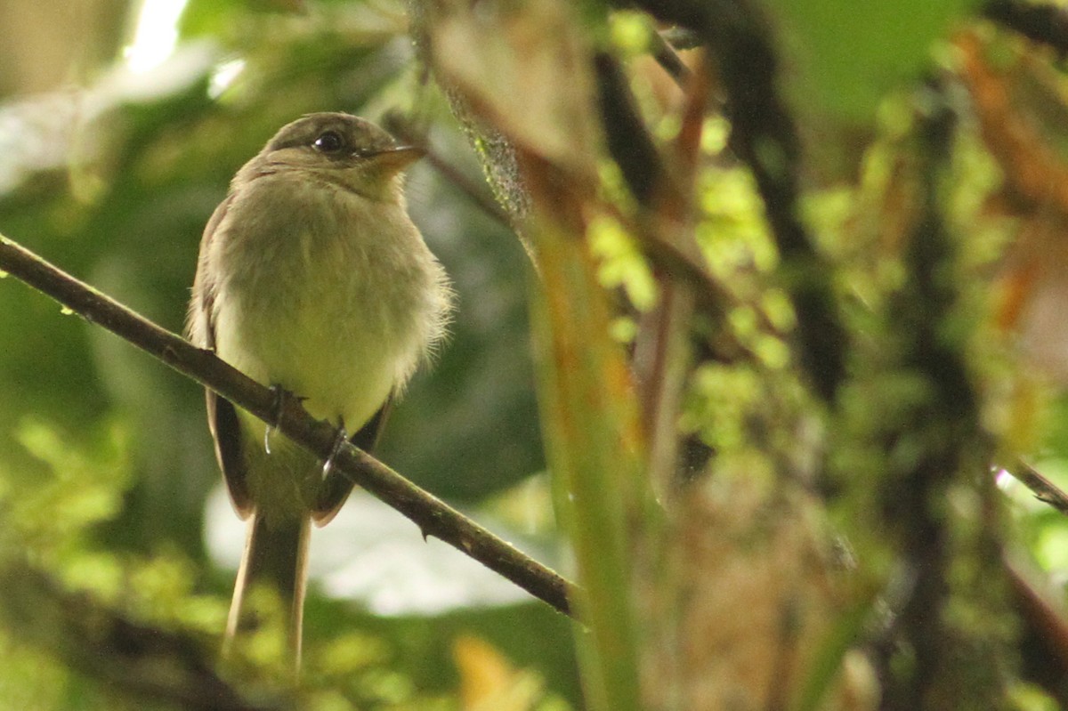 Euler's Flycatcher - ML39597481