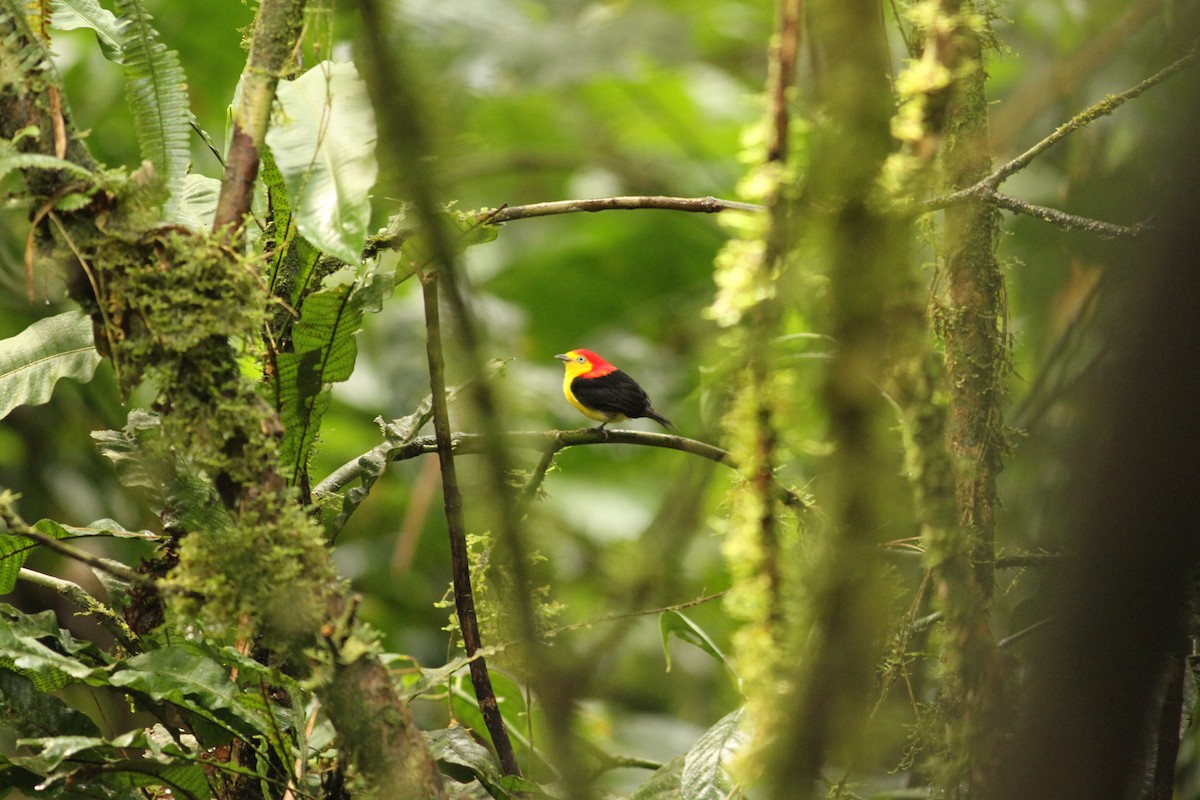 Wire-tailed Manakin - ML39597491