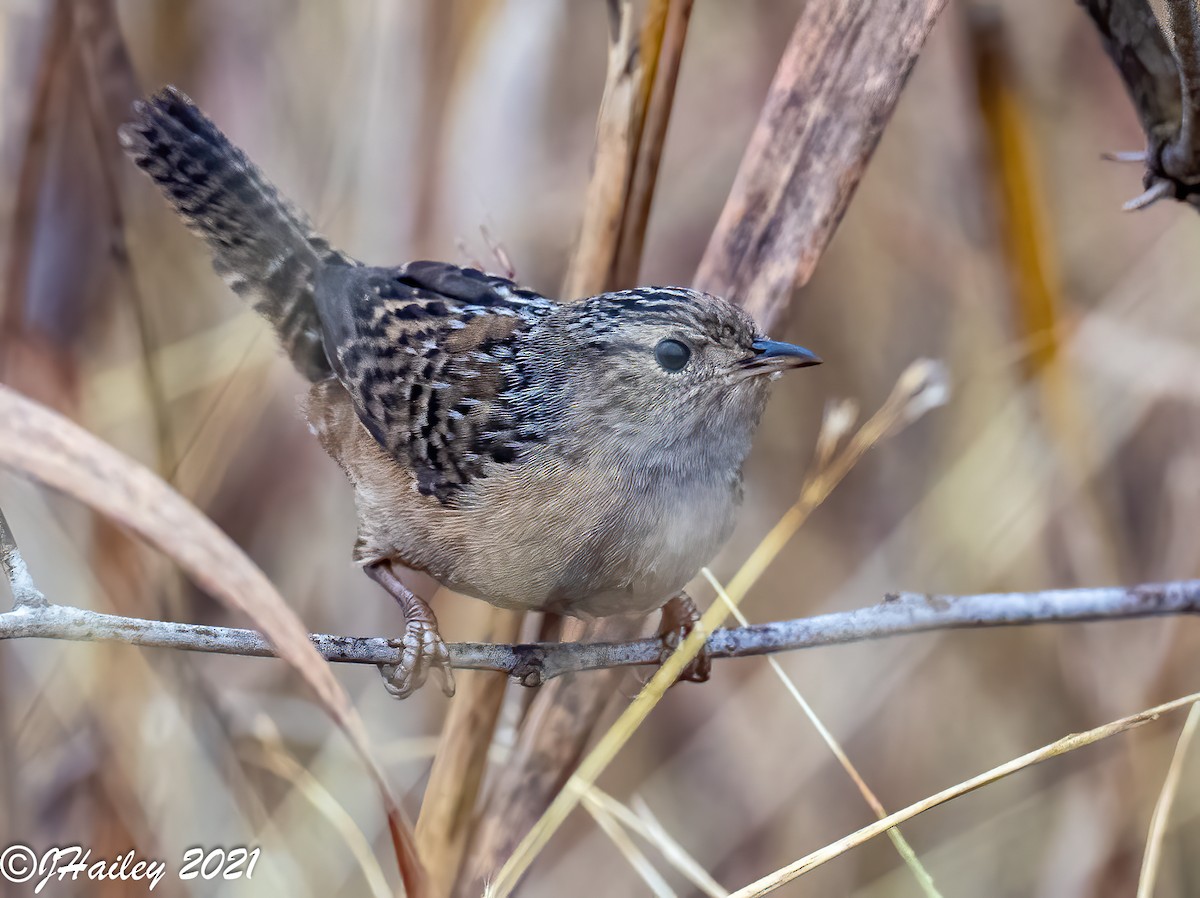 Sedge Wren - ML395976301