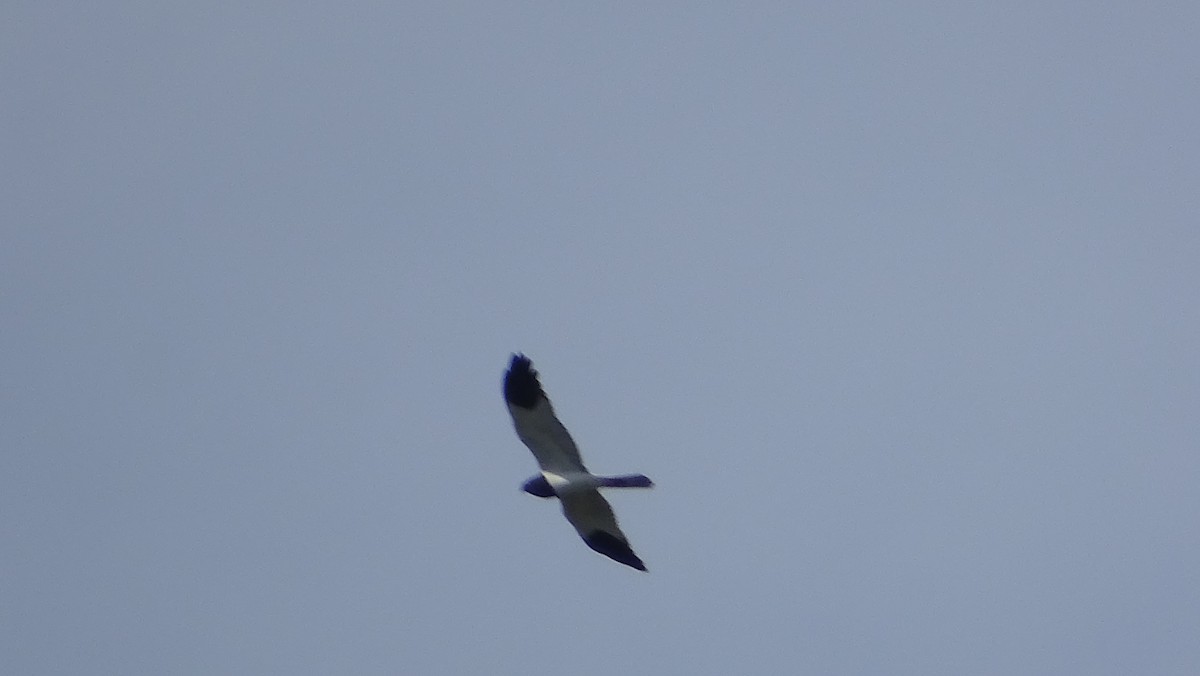 Pied Harrier - ML395977091
