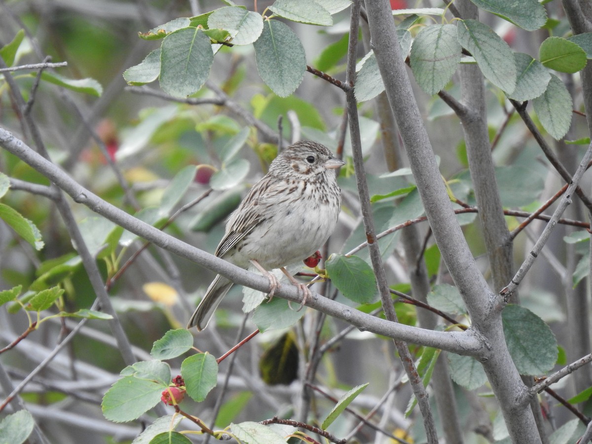 Vesper Sparrow - ML395977951