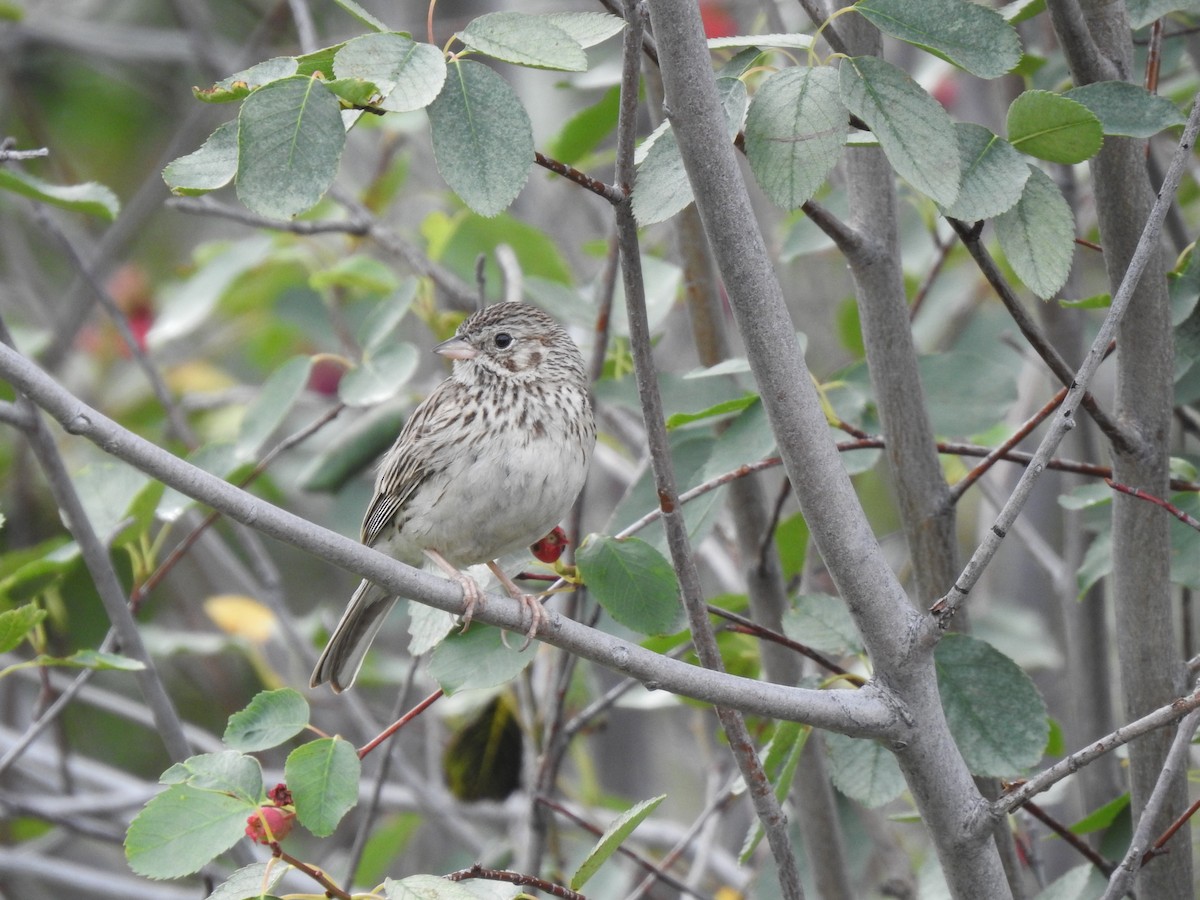 Vesper Sparrow - ML395977981