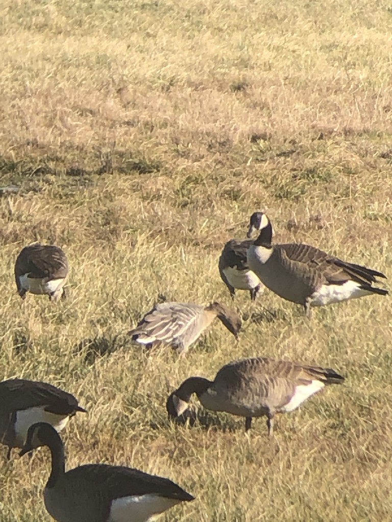 Canada Goose - ML395978211