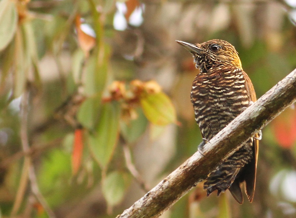 Choco Woodpecker - ML39597831