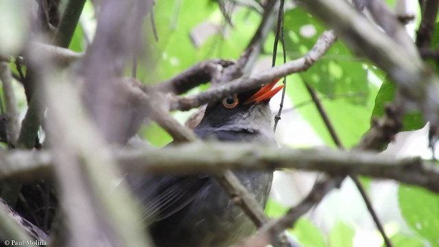 Slaty-backed Nightingale-Thrush - ML395978461