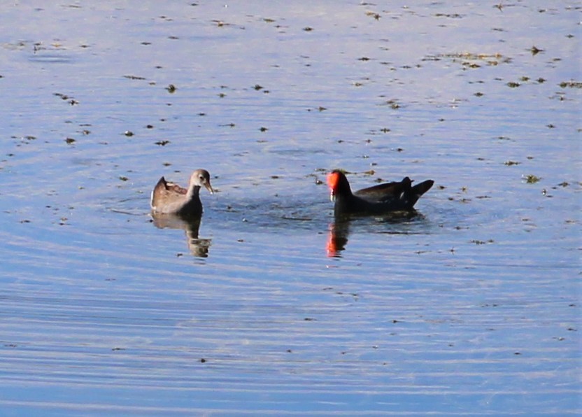 Common Gallinule - ML395978711