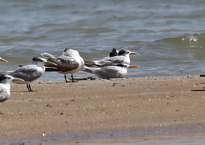 Lesser Crested Tern - Peter Candido