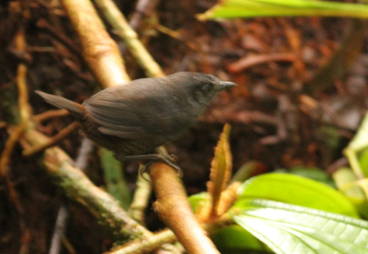 Choco Tapaculo - Luke Seitz