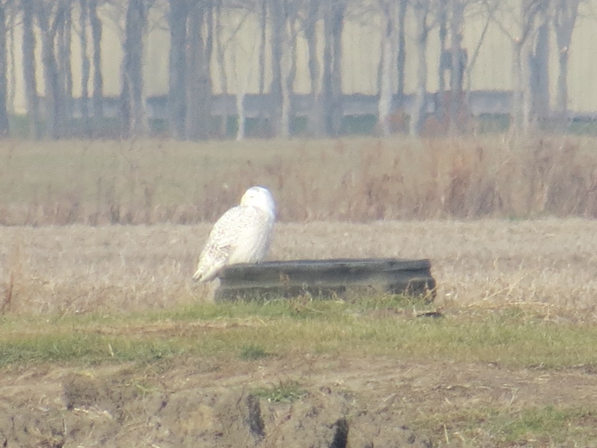 Snowy Owl - ML395981301