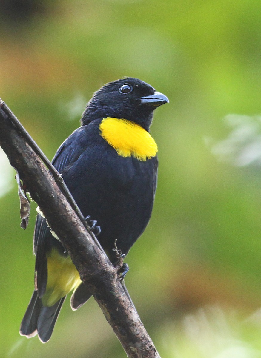 Golden-chested Tanager - Luke Seitz