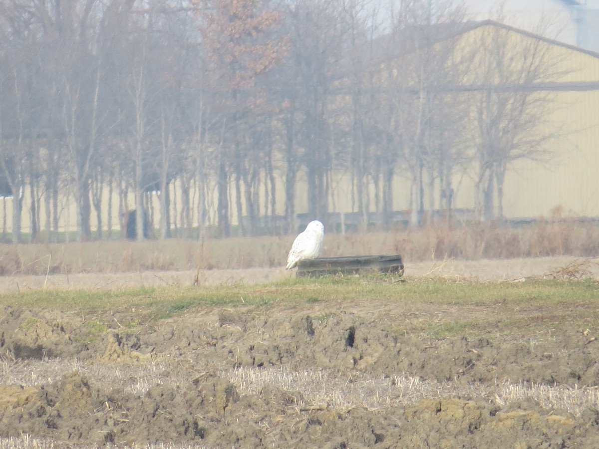 Snowy Owl - ML395981311