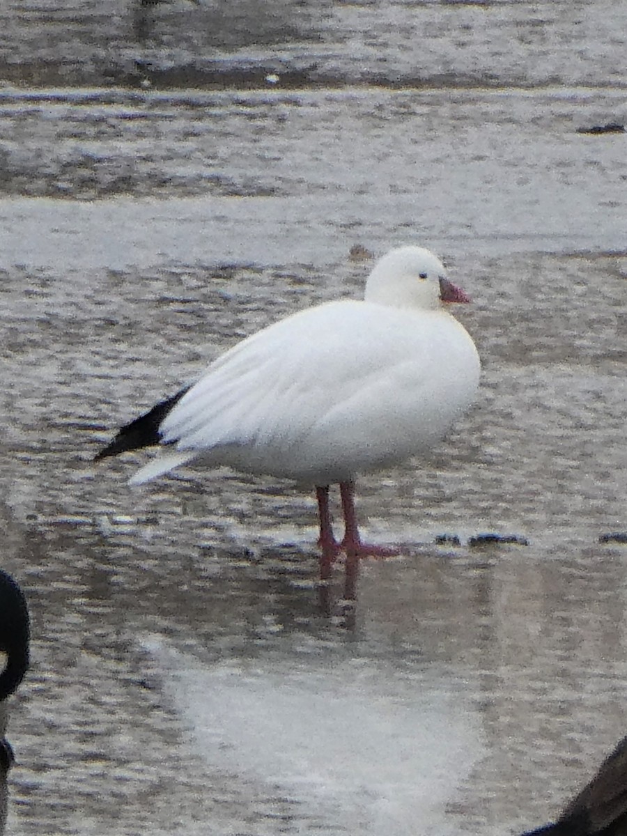 Ross's Goose - ML395981931