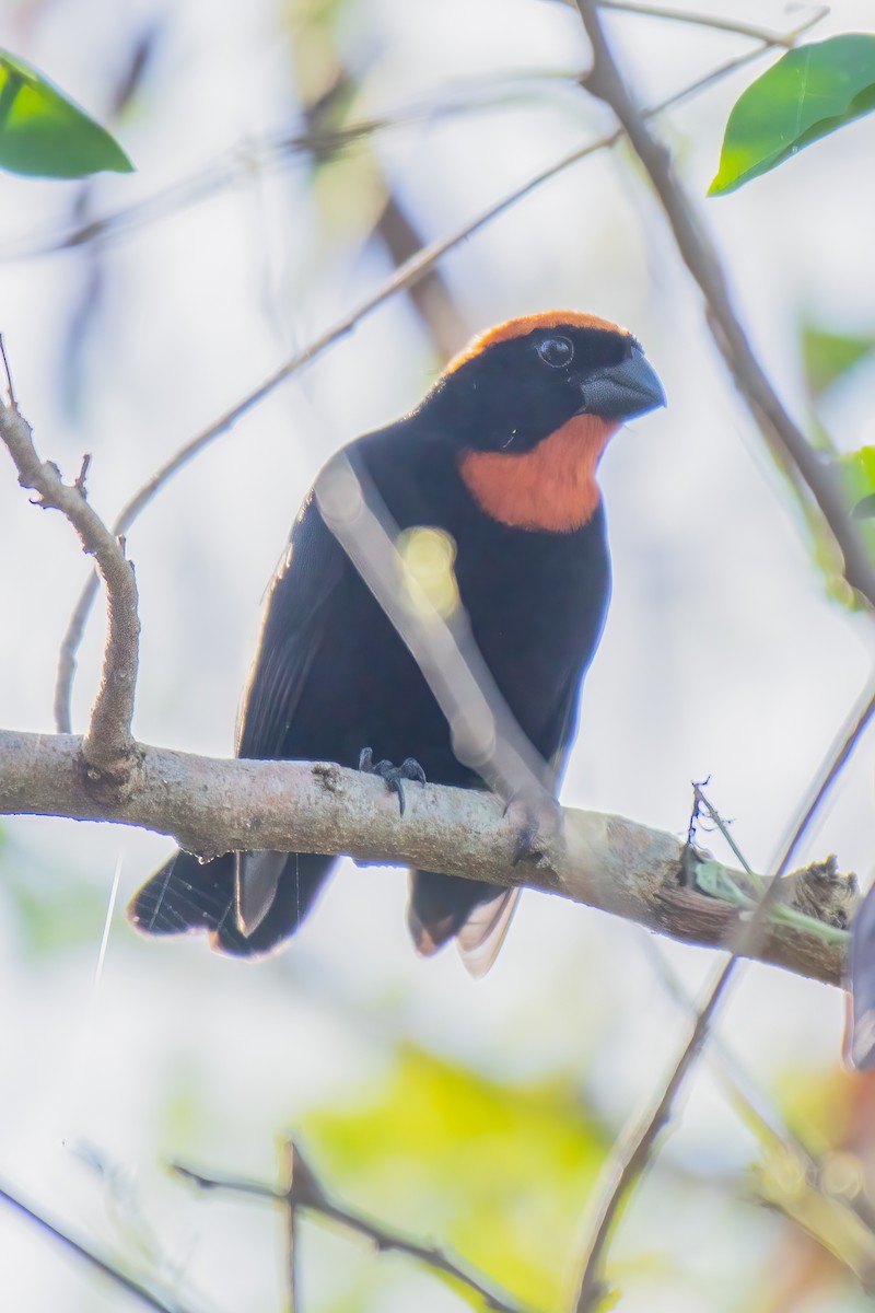 Puerto Rican Bullfinch - ML395982011