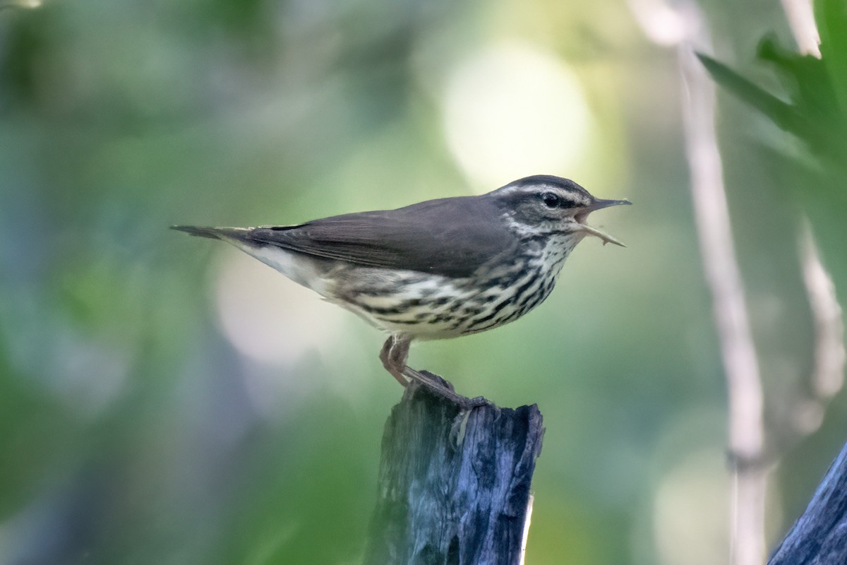 Northern Waterthrush - Gerry Meenaghan