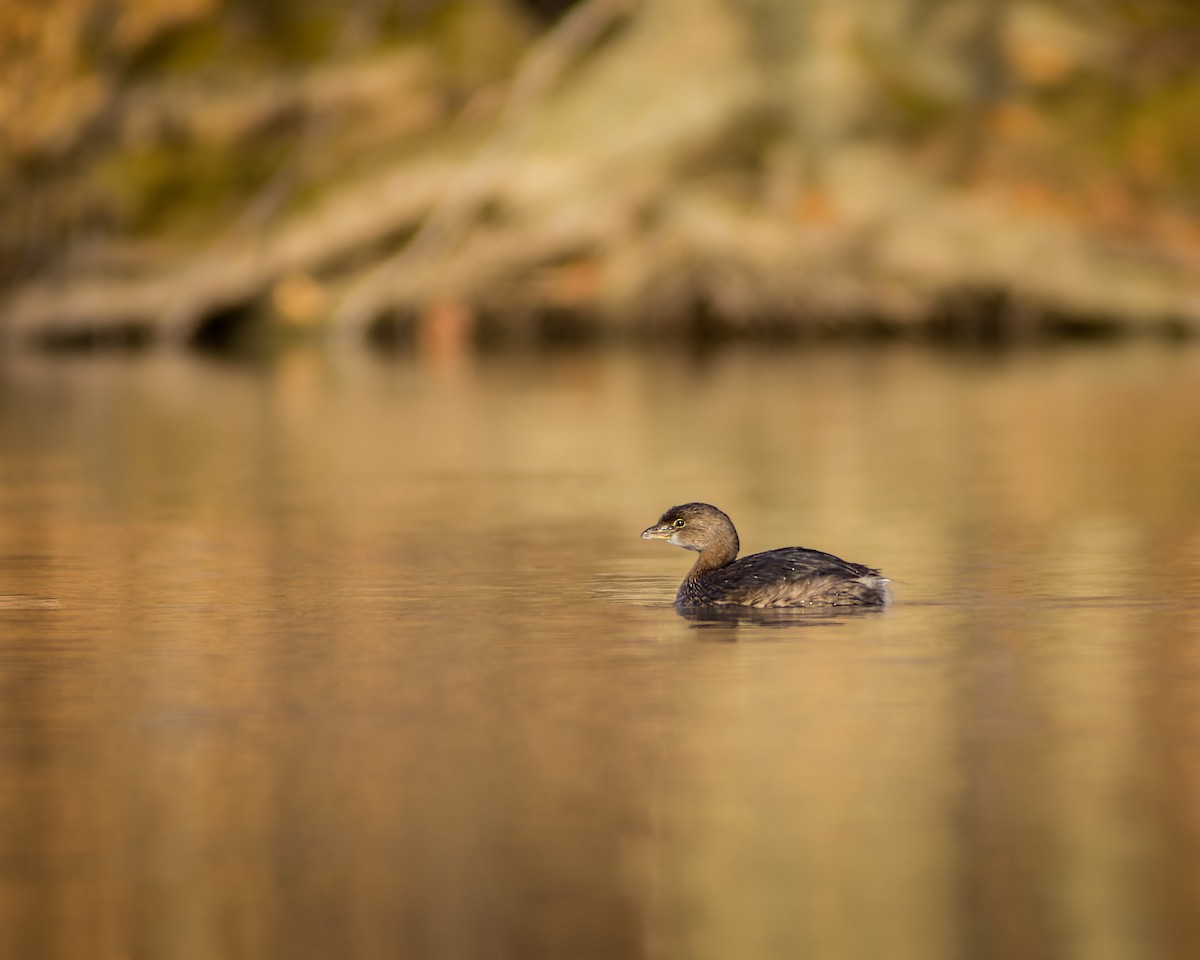 Pied-billed Grebe - ML395982171
