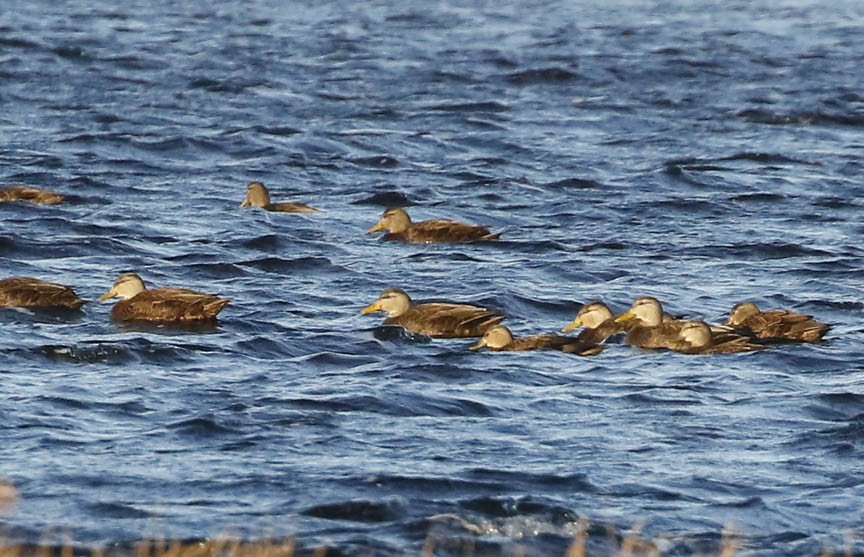 American Black Duck - ML395982341