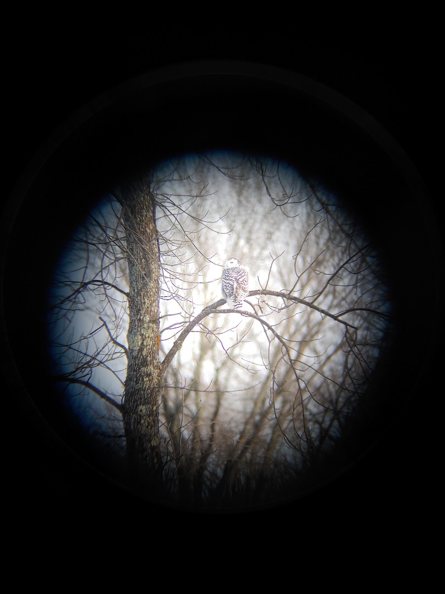 Snowy Owl - ML395982391