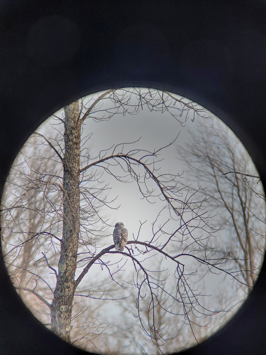 Snowy Owl - ML395982451