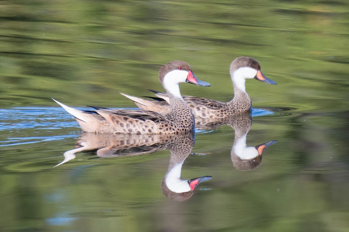 White-cheeked Pintail - ML395983041