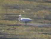 Snowy Egret - ML395984081