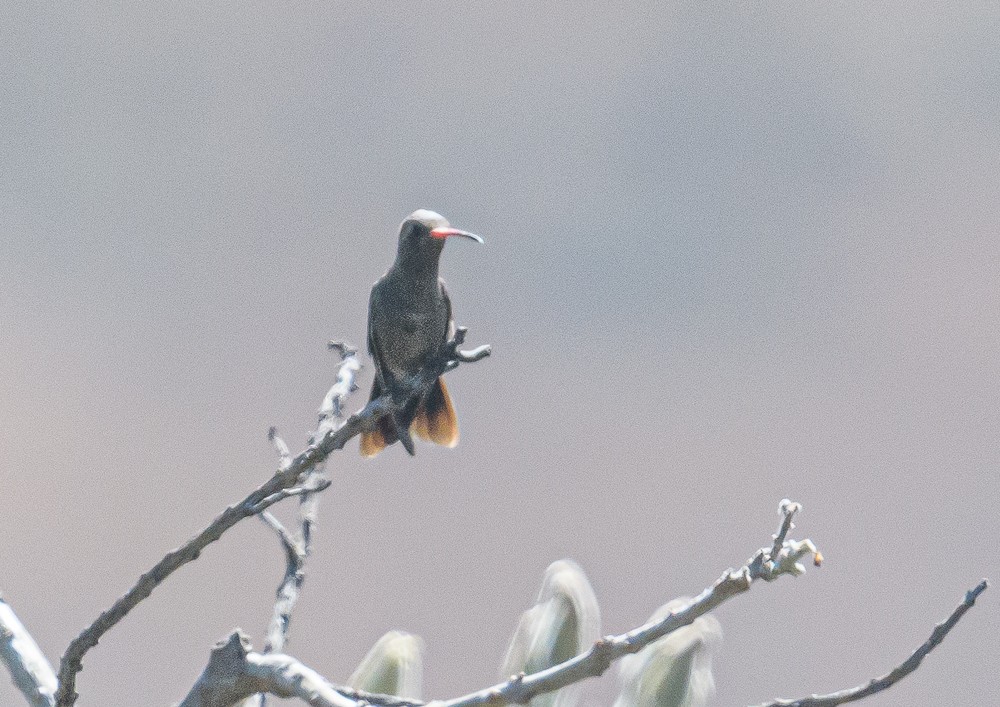 Dusky Hummingbird - ML395984481