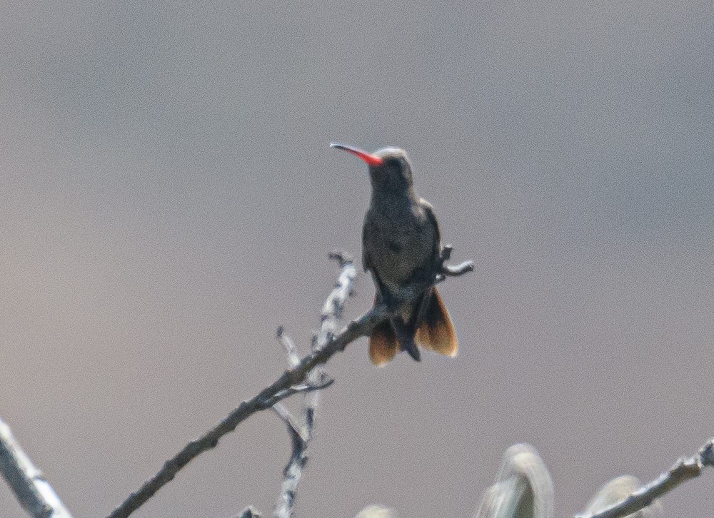 Dusky Hummingbird - ML395984491