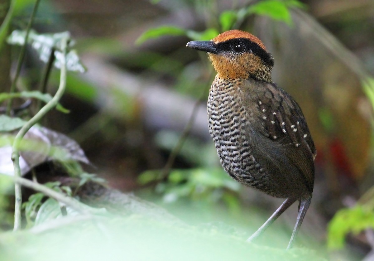 Rufous-crowned Antpitta - ML39598521