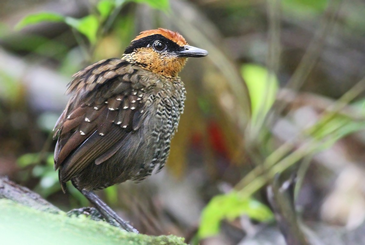 Rufous-crowned Antpitta - Luke Seitz