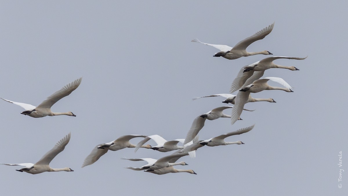 Trumpeter Swan - Tony V