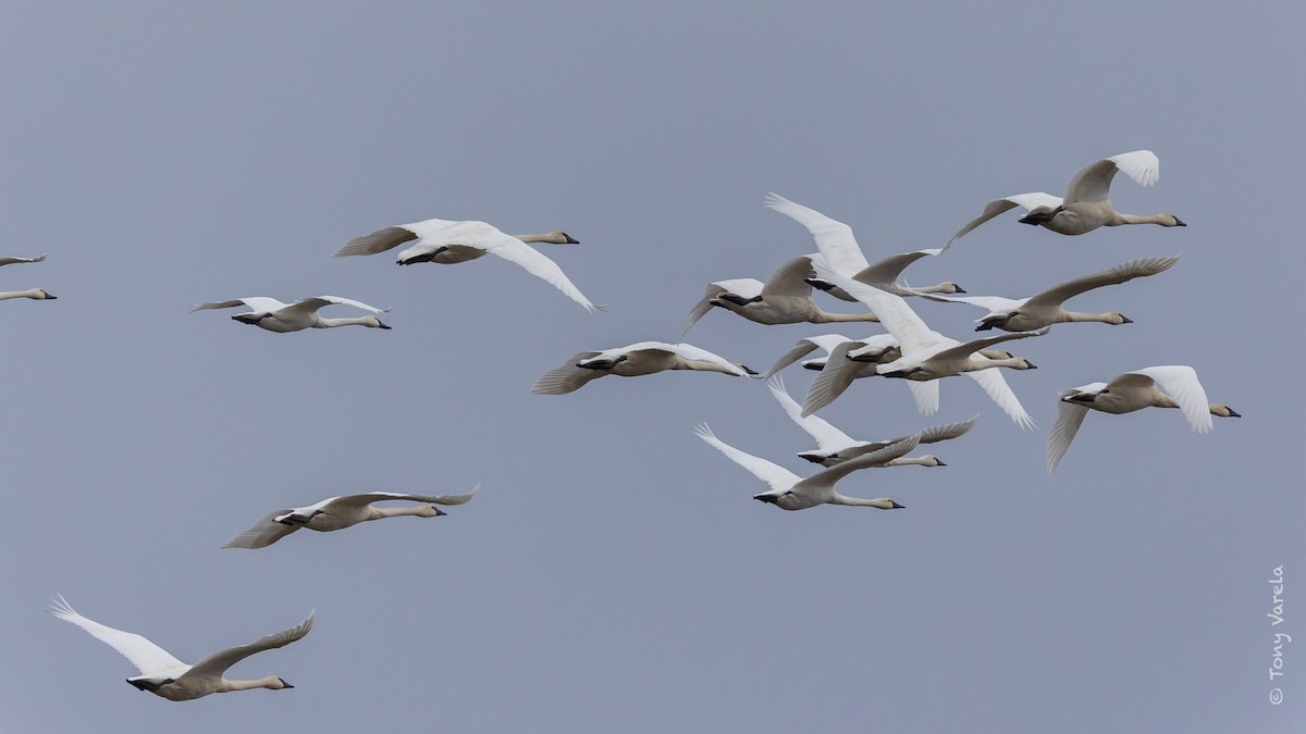 Trumpeter Swan - Tony V