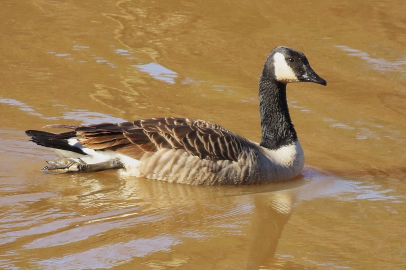 Canada Goose - ML395985631