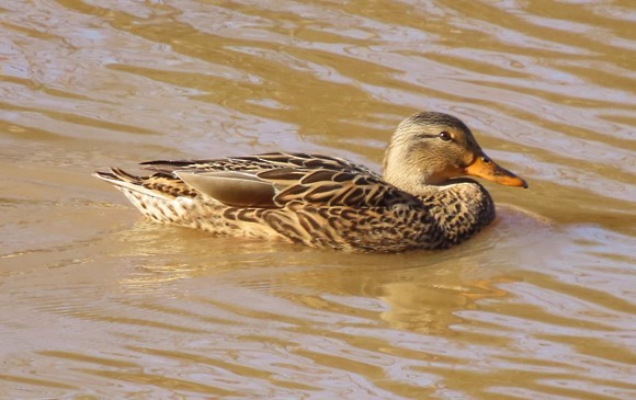 Canard colvert - ML395985681