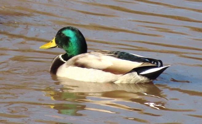 Mallard - ML395985691