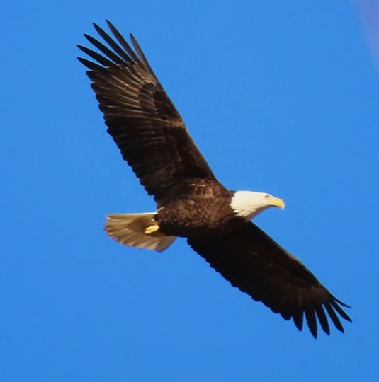 Bald Eagle - ML395985791