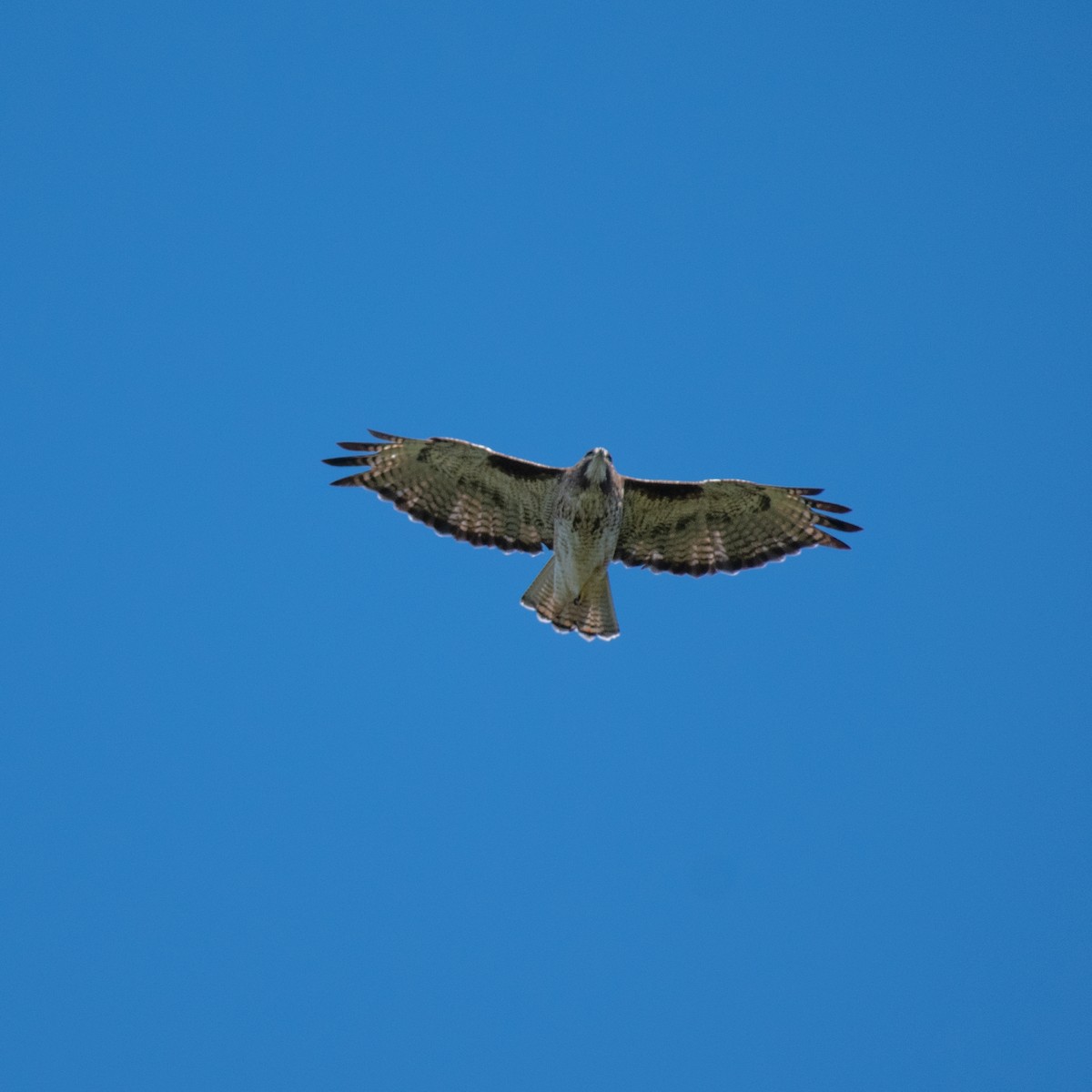 Rufous-tailed Hawk - ML395987111