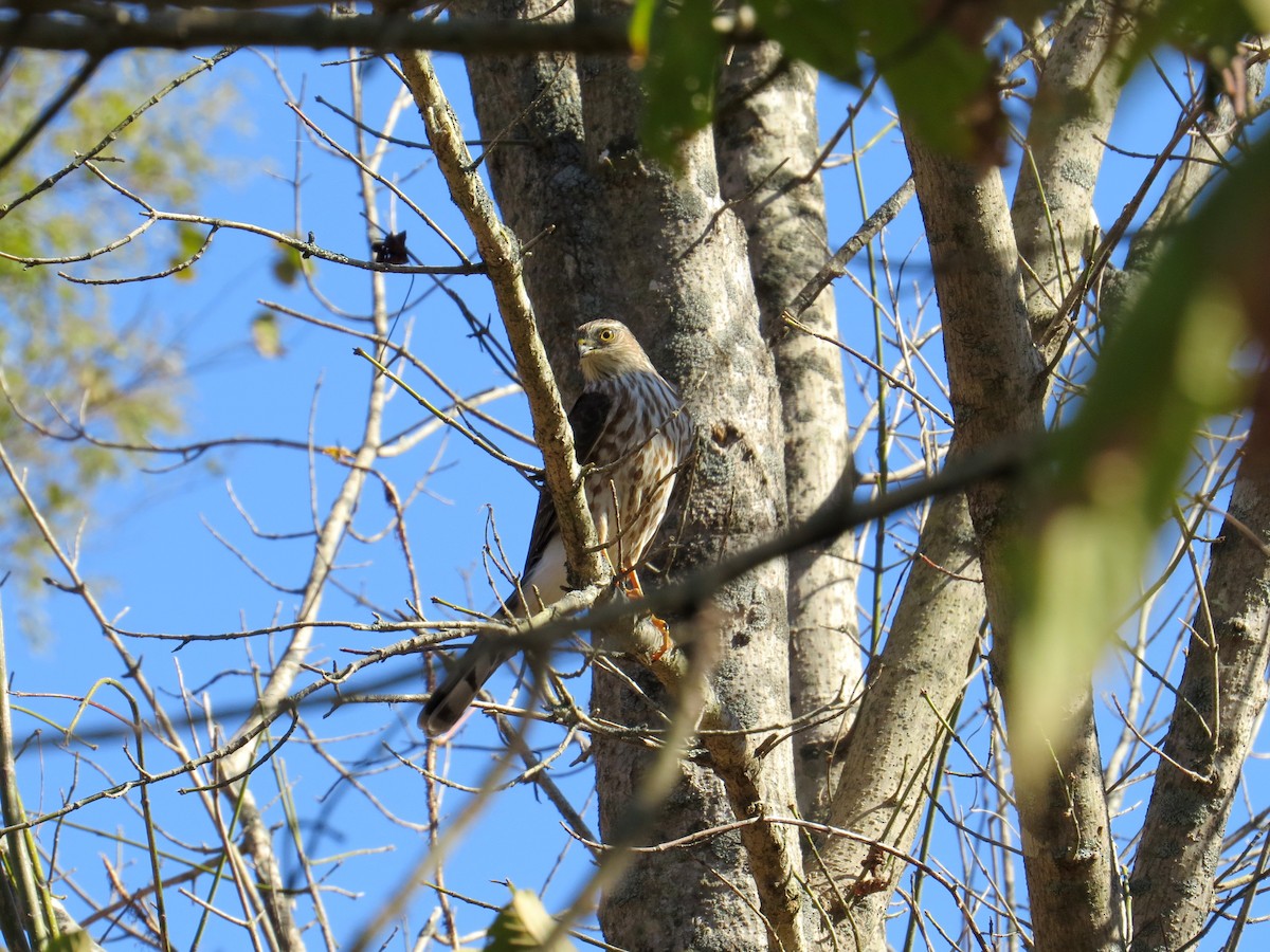 Sharp-shinned Hawk - ML39598771