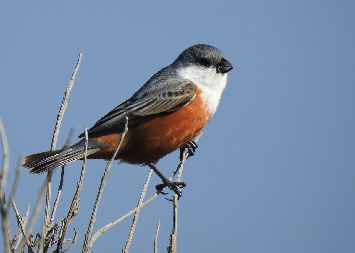 Marsh Seedeater - ML395987851