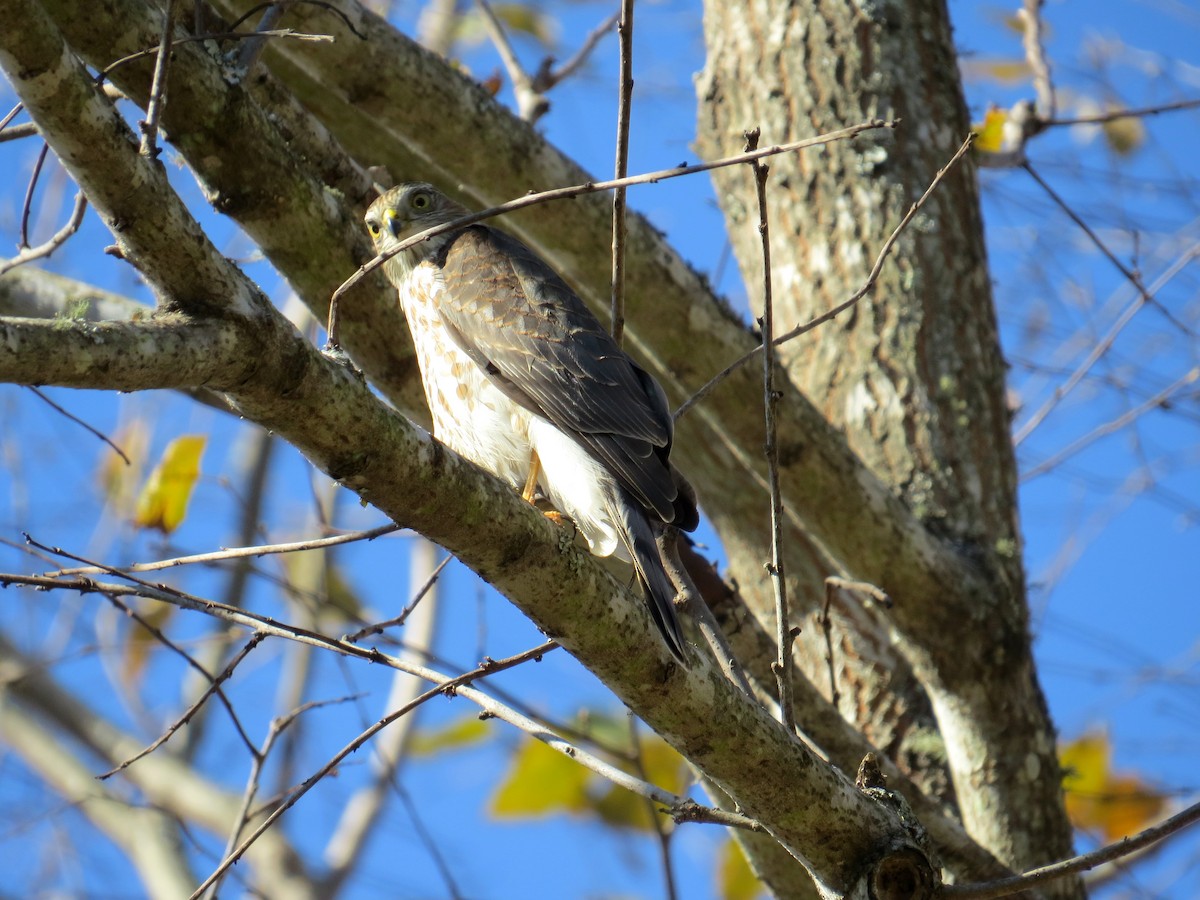 Sharp-shinned Hawk - ML39598791