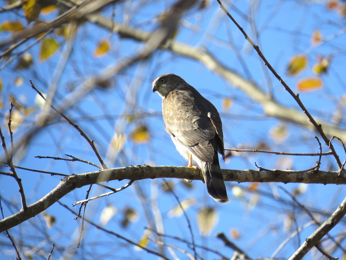 Sharp-shinned Hawk - ML39598801